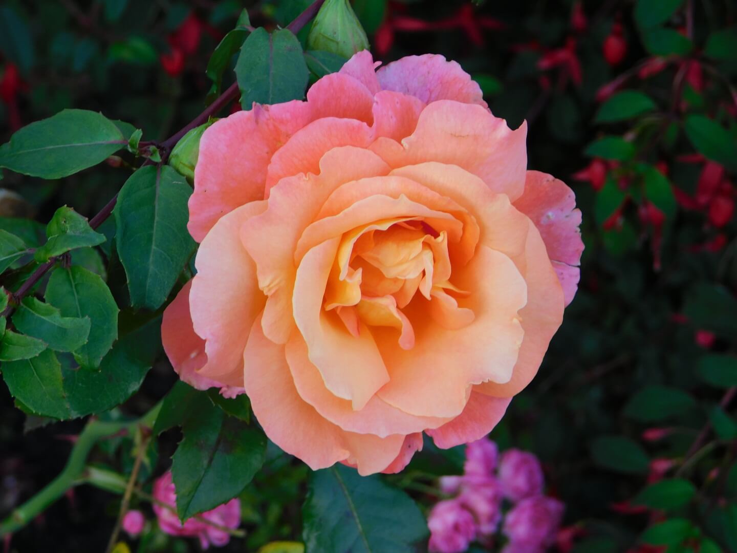 Photo of a light pink rose