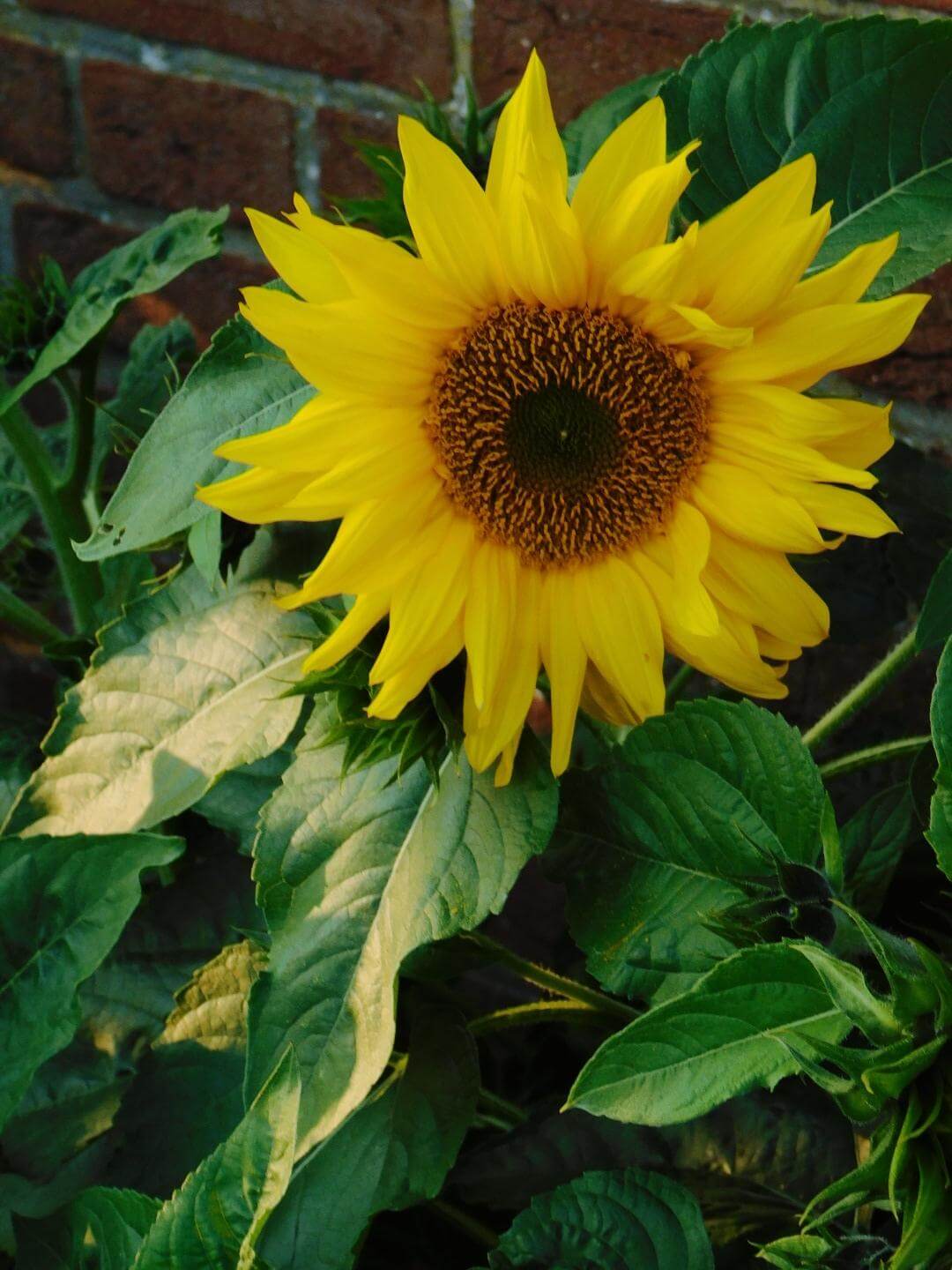 Photo of a Sunflower