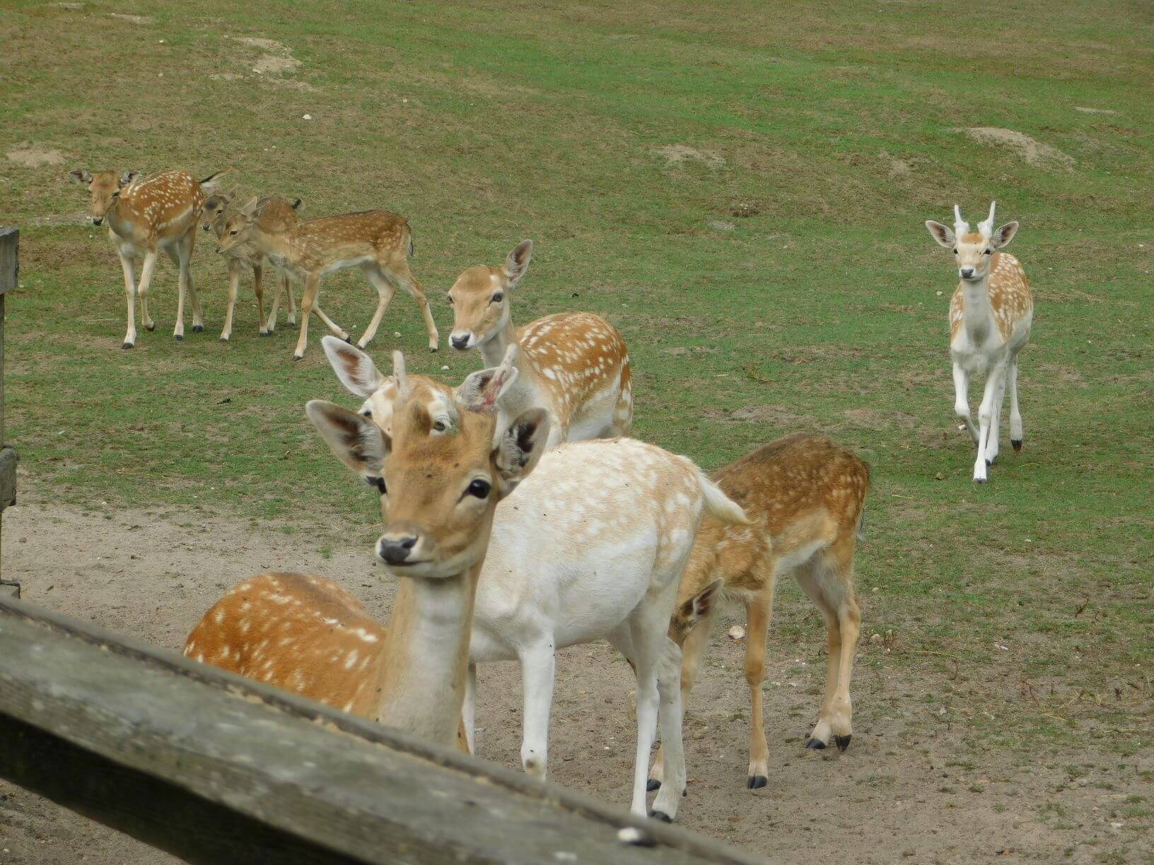 Fallow Deer at animal park Gettorf