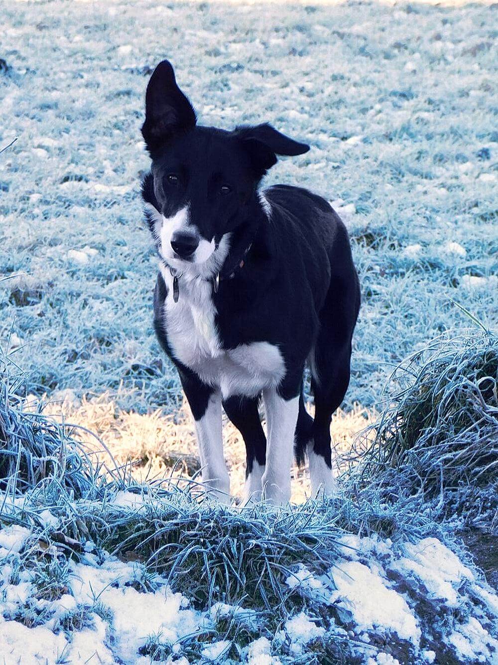 Photo of our Border Collie